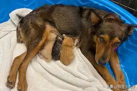 狗宝宝胎死腹中，狗妈妈情绪失控，好心人想出妙计拯救图片