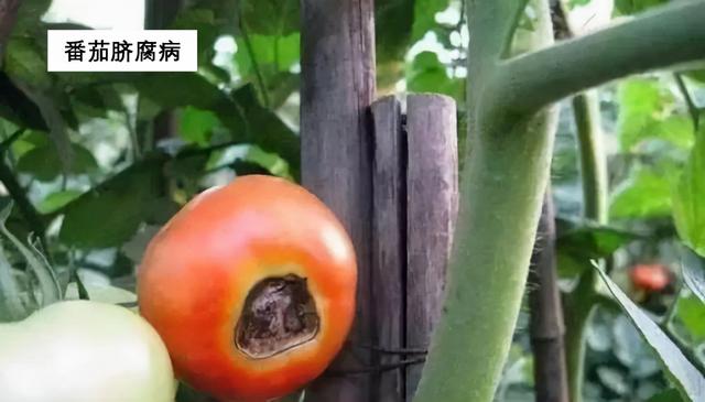 植物必需元素之骨骼元素