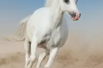 animal 动物（二）图片