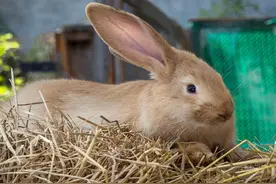 养兔技术｜家兔日粮中需要的6种营养物质图片