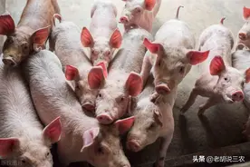 4月起，“生猪调运新规”实施，再想“跨区”卖猪可就难了图片