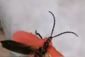 起飞，奔向广阔天空图片