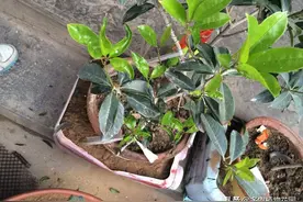 买回家的桂花养不好，这几招让桂花快速适应你家图片