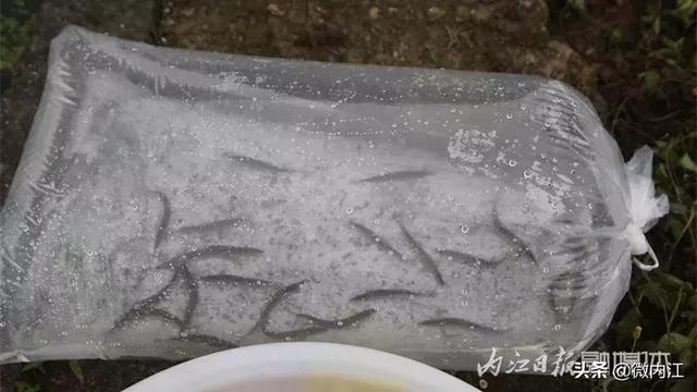 整整十年！内江人把它养出来了！