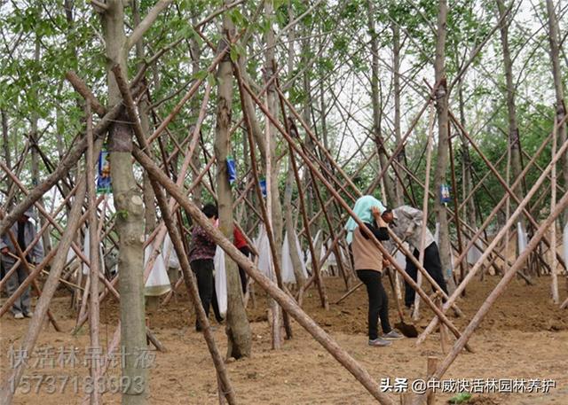 给树打的树木营养液成分是什么，有什么好处