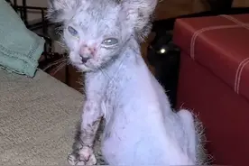 流浪猫生下了一窝小猫，其中一只猫咪几乎没有毛发，网友：是狼猫图片