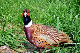 38天肉鸭，42天肉鸡，180天的生猪，吃哪个？图片