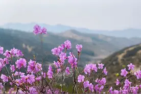 大连旅行社已有序复工，市民安心出游图片