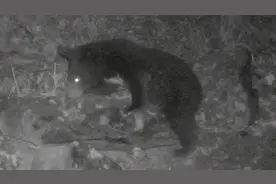 可可爱爱！陕西牛背梁国家级自然保护区 一家三只熊下山觅食被发现图片