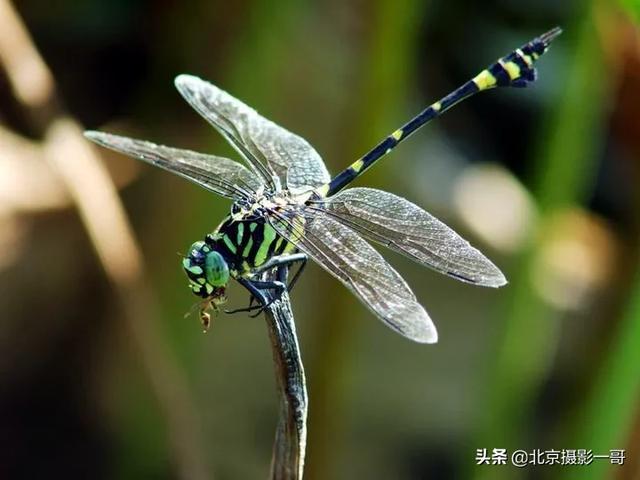 炎热夏天到了,那些陪伴80后,90后童年的昆虫还好吗?