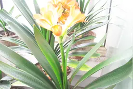 君子兰的这个品种为什么被称为花脸之母，它到底好在哪儿？视频封面