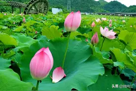 “荷”色生香！内江这里摆出了“荷花宴”——图片