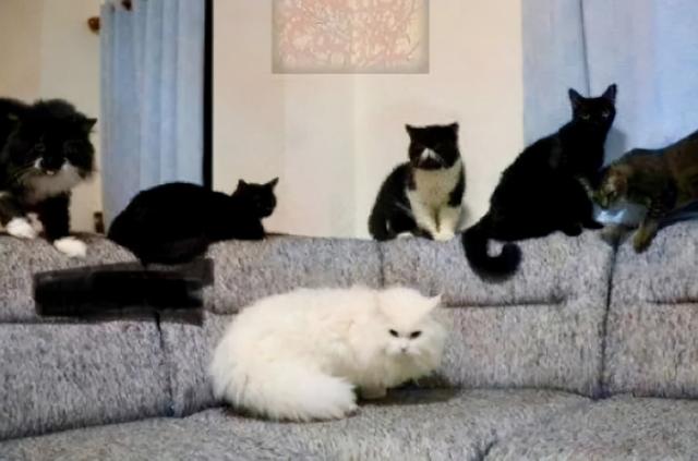 别见了胸就去点离异富婆的广告，里面全是深渊