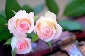 张爱玲：真正的爱情，不过就三个字图片