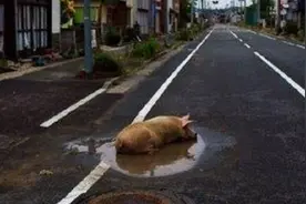 日本福岛核泄露后，那些来不及带走的动物生活现状图片