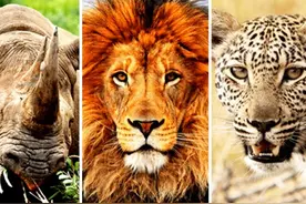 肯尼亚---动物大迁徙(一)图片