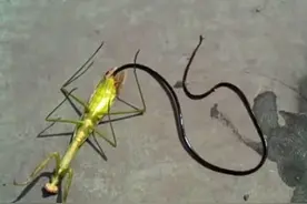 世界上最恐怖的寄生虫，先榨干宿主，再令宿主跳水自尽图片