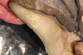 品尝宁波特色海味：油鳗鱼干图片