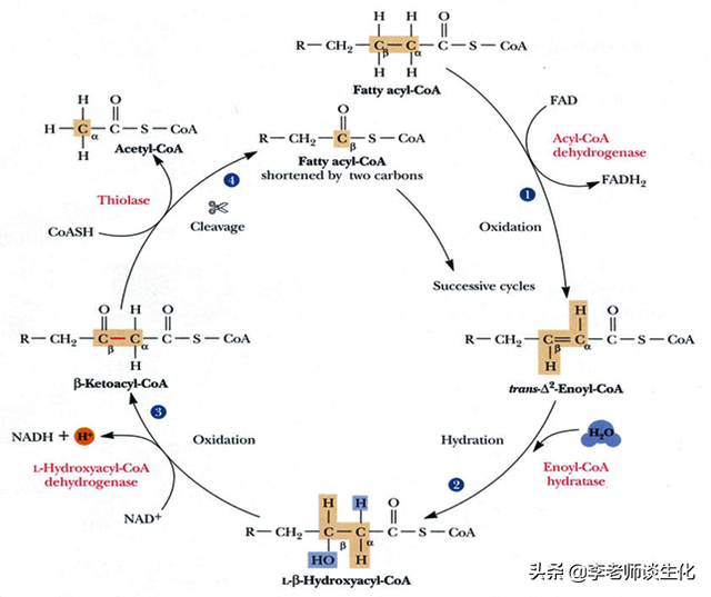 脂肪酸的转运与氧化分解