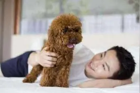 新手养狗｜泰迪犬如何饲养？图片