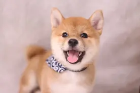 我家柴犬怎么这么喜欢咬手手？长大会不会脾气暴躁咬人？图片