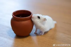 这仓鼠是什么天使，自己跑到罐罐里面睡觉图片