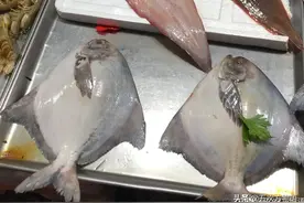 想分清鲳鱼的种类？我劝你放弃图片