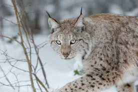 号称“长白山杀手”的大猞猁 捕食野猪时竟然不怕公猪怕母猪图片