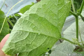 白粉虱进入爆发期，用这几种方法防治，才能解决防治难题图片
