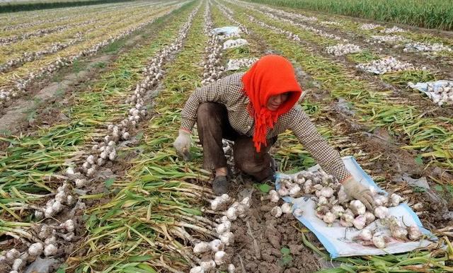 最好的地下块根、块茎膨大素，只需喷2遍，增产十分显著