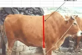 想养牛赚钱不踩坑，牢记买牛口诀让你买牛选牛不上当图片