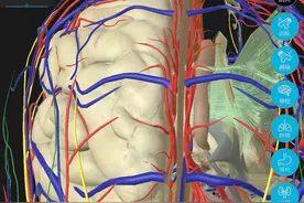 高清的哦3D人体解剖图-希望对大家有帮助图片
