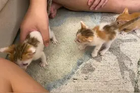 以为捡到普通小奶猫，没想到竟是千分之一的概率图片