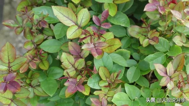 澶╃嫾璇存湀瀛ｏ綔鏈堝鍙剁墖鎬诲彉榛勶紵鍘熷洜鍙兘鏄繖涓? onerror=