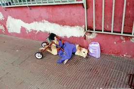 可怜狗狗被扔街上，每天戴尿片坐轮椅，跨国收养再被弃，一生坎坷图片