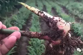 缅甸疫情严重，很多人食物短缺，但农户却把粮食扔了，为啥？图片