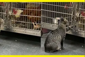 这家动物医院收留了6只流浪猫，每只猫咪都有自己的工作图片