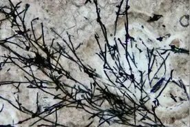 科学家发现6.3亿年前真菌类生物化石 真菌能去外星环境“拓荒”吗？图片