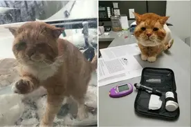 寒风中濒临冻死的流浪猫敲窗向人类求救，万幸遇到好心人救它一命图片