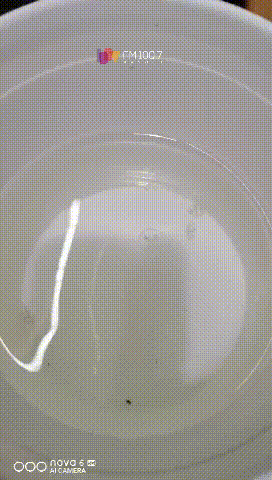 福建一水库疑现“水中大熊猫”桃花水母，有人出价一万一只图片