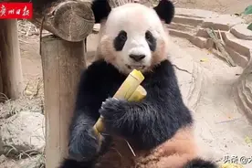 听过大熊猫的笑声吗？“太魔性”！网友：哈哈哈，我先笑为敬图片