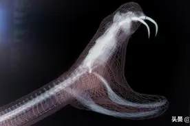 蛇泡在白酒中1年，为何不会死亡？有人被复活毒蛇咬伤后身亡图片