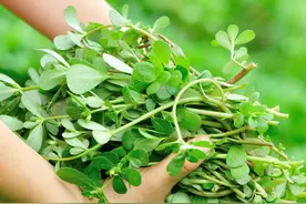 马齿苋：夏日难得的山野佳蔬，药食兼用作用大，对付少白头就吃它图片