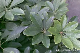 秦巴草药知识传秘第二十一讲：白花鹅掌柴图片