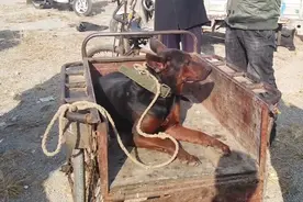 山东：80斤的莱州红要价一千，大叔：把狗放生，也不卖给狗贩子杀图片