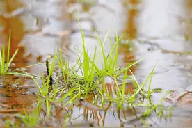 2万余株！浙江杭州发现“中华水韭”，该植物为何这么稀缺？图片