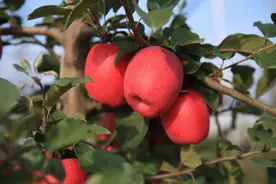 “瑞香红”作为苹果届的新面孔，“她”的优势和前景都有哪些呢？图片