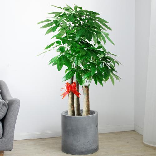 这6种寓意美好的植物,好看又好养,而且旺财又旺运!