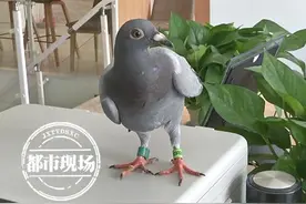 南昌：男子小区捡到一受伤信鸽，请主人速来“认领”图片