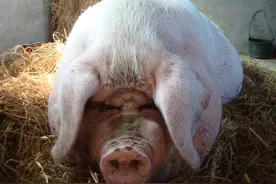 浙江重达2200斤的“猪王”，一生经历4劫，最终遁入佛门图片